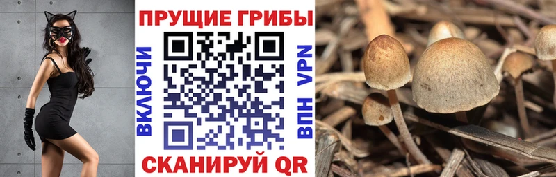 Галлюциногенные грибы Psilocybe  Нижнеудинск 